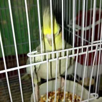 جفت عروس هلندی بالغ|پرنده|زاهدان, |دیوار