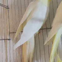 لوتینو زعفرونی تاج بلند با کیفیت جفتی و تکی