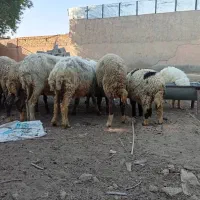 گوسفند مطفل ۱۱ عدد