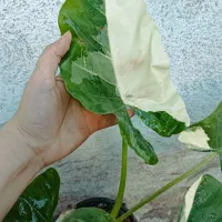 آواکادو|خوردنی و آشامیدنی|مشهد, گاز|دیوار