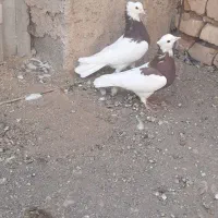 یه جفت طوق سرخ خال مشکی عروسک با یه ماده سینه سیاه