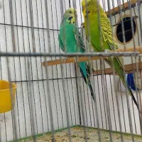 طوطی گرینچیک دو جفت|پرنده|میبد, |دیوار