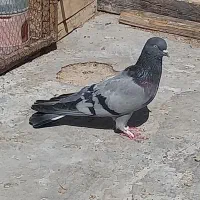 کبوترماده