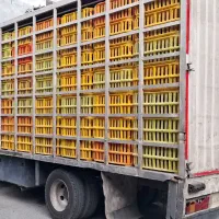 ایویکو مرغی تازه تعمیر