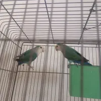 فروش دوتا طوطی برزیلی