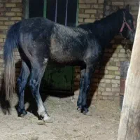 اسب عرب یکسر