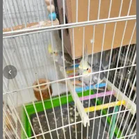 جفت عروس مولد.فوری|پرنده|شیراز, آبیاری|دیوار