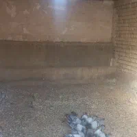 کبوتر پلاکی مسافتی|پرنده|آران و بیدگل, |دیوار