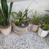 گل های طبیعی با گلدان سرامیکیو سفالی