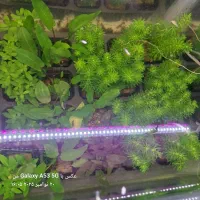 گیاه آبزی و پلنت|ماهی|اردبیل, |دیوار