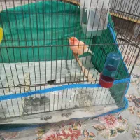 قناری نر|پرنده|زرند, |دیوار