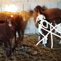 بره سالم|حیوانات مزرعه|تربت جام, جلگه موسی آباد|دیوار