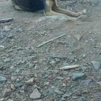 سگ‌نگهبان|سگ|زاهدان, |دیوار
