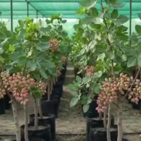 نیازمند کارگر ساده جهت کار درباغات پسته