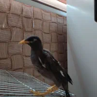 مرغ مینا