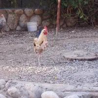 خروس ۸ ماه گلین