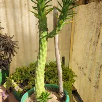 کاکتوس سیلندری