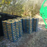 فروش 10تن به بصورت عمده|عمدهفروشی|موچش, |دیوار