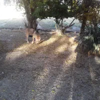 سگ نگهبان گرگی بسیار باهوش