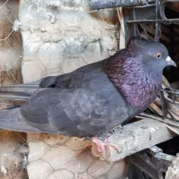 کبوترا|پرنده|جیرفت, |دیوار