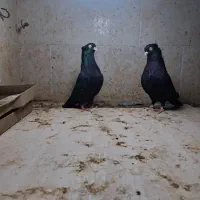 کبوتر پاکستانی و زاغ|پرنده|خورموج, |دیوار