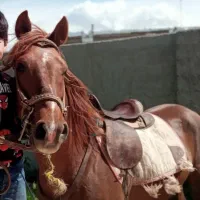 5 راس اسب نریان ومادیان