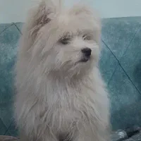 توله روباهی