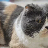 فروش گربه اسکاتیش