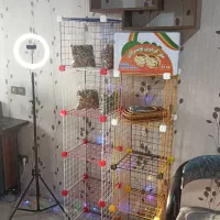 گردو تازه تویسرکان در فروشگاه گردوپیچ|خوردنی و آشامیدنی|تهران, مسعودیه|دیوار