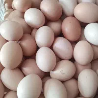 تخم مرغ محلی اصل گلپایگانی