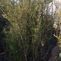 نهال گوجه سبز|گل و گیاه طبیعی|ماهدشت, |دیوار