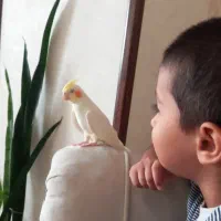عروس هلندی