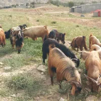 فروش پازن در شهرستان جم