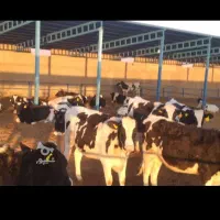 فروش تلیسه