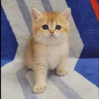 اسکاتیش وبریتیش بلو وگلد