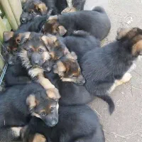 واگذاری سگ ژرمن شولاین