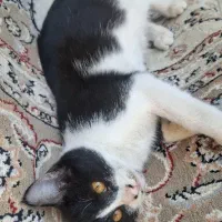 گربه ۵ ماهه