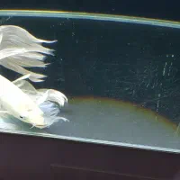 ماهی کوی پلاتینیوم سوپر باله بلند ۴۰ سانتی|ماهی|تهران, شکیبا|دیوار