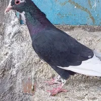 ماده پلنگ