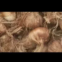پیاز زعفران سالم بدون آفت