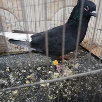 زردوزاغ دمسفید