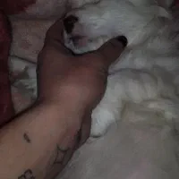 واگذاری میکس تریر و بسنجی