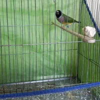 فنچ ماده آماده آماده