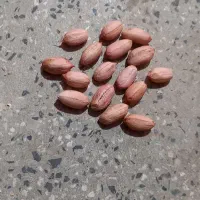 بهترین بادام زمینی گلی مغز درشت واسه بذری هست .|خوردنی و آشامیدنی|پارسآباد, |دیوار