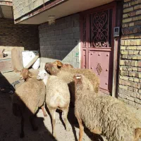 تعدا 6راس گوسفند ناب عروسک آبستن سنگین مالچه|حیوانات مزرعه|کرمانشاه, |دیوار