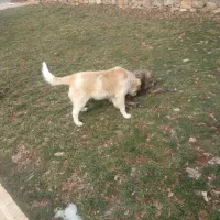 سگ نژاددار|سگ|جوانرود, |دیوار