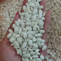 حبوبات/ حبوبات عمده/ نخود/ لوبیا/ عدس