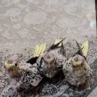 جوجه عروس هلندی گلباقالی|پرنده|کرج, مصباح|دیوار