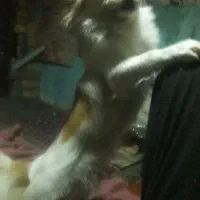 واگزاری سگ|سگ|شاهین‌شهر, عطار|دیوار