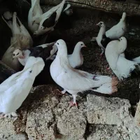 کبوتر سفید کفتر دم چتری پر پا